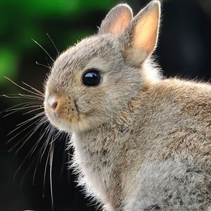 Meet your Posher, Peggy